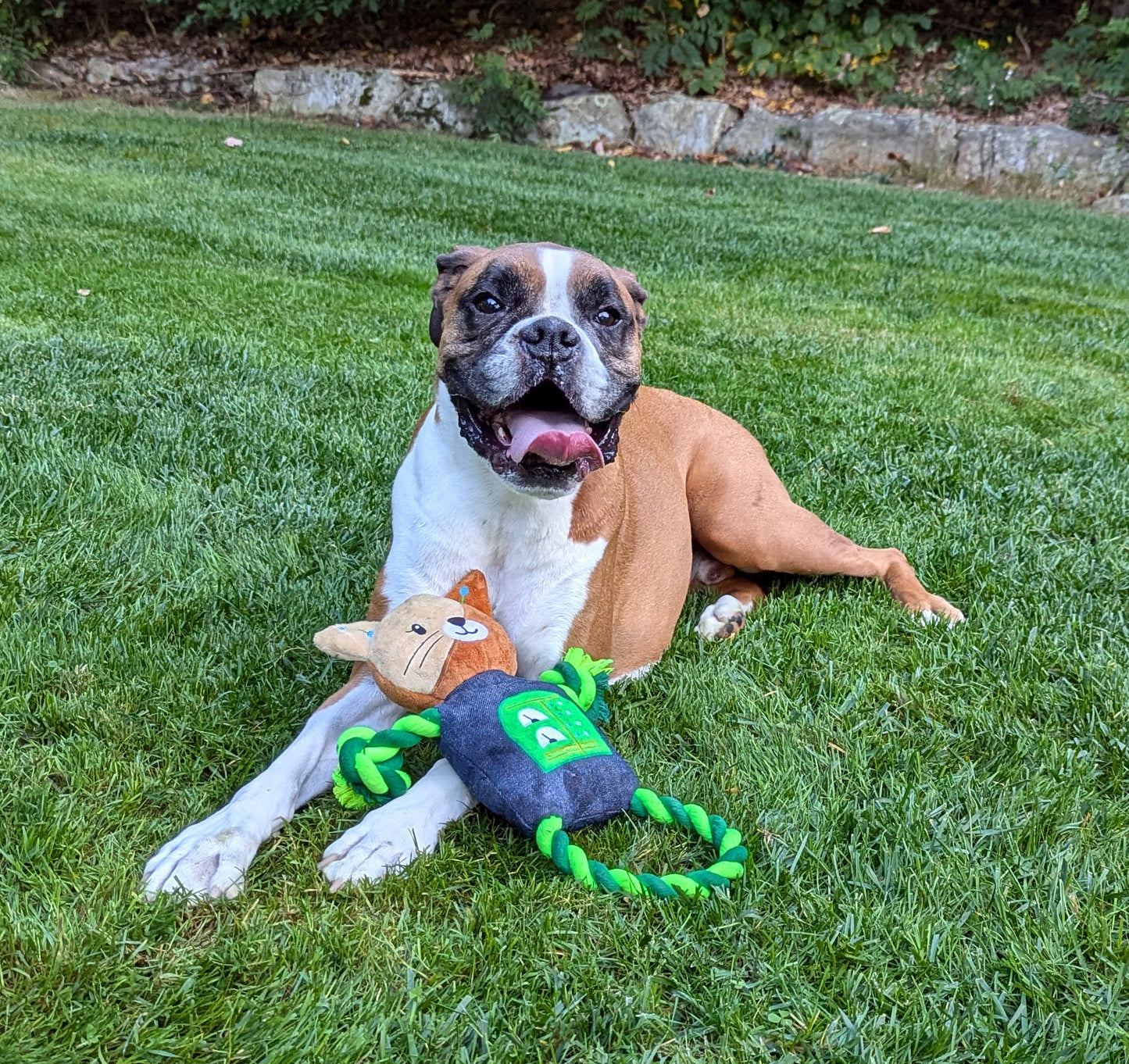 14" Robot Cat Plush Dog Toy with Rope